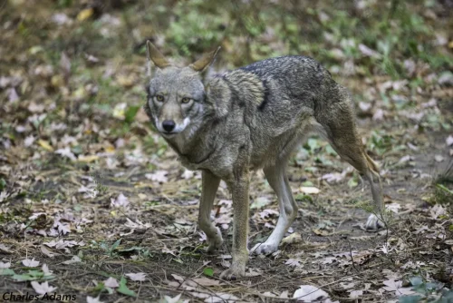 Red Wolf Walking Through Autumn Woodland