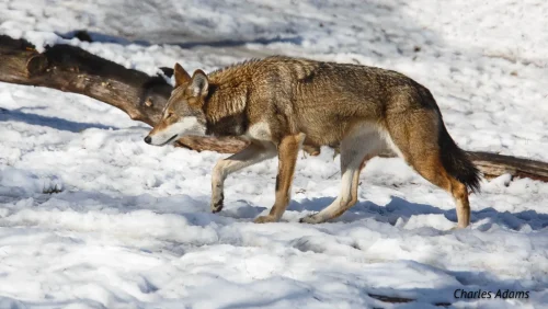 Red Wolf Walking Through Snow