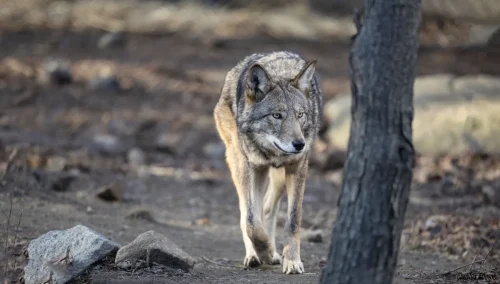 Red Wolf Walking Through Woodland Clearing 