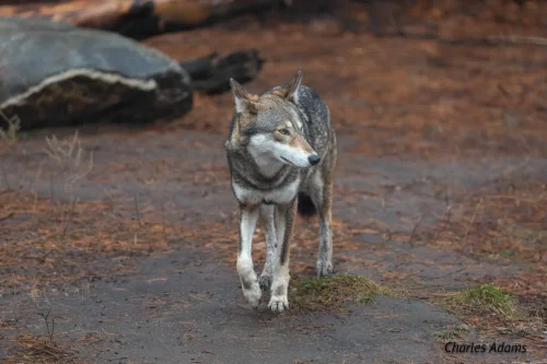 Red Wolf Walking Trough Clearing 