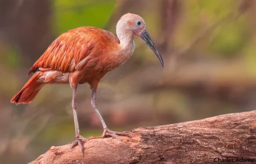 Scarlet Ibis Standing On Log