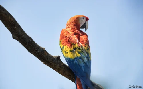 Scarlet Macaw Perched On Branch 