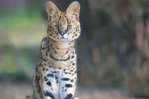 Serval Sitting Upright Facing Front