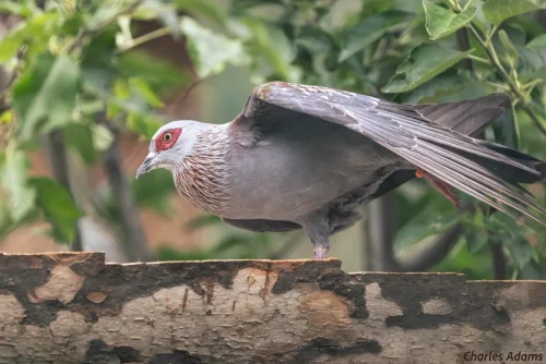 Speckled Pigeon Perched On Log