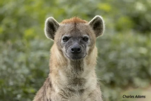 Spotted Hyena Close Up Portrait