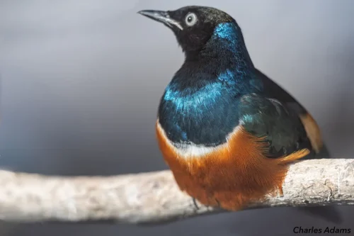 Suped Starling Close Up Portrait