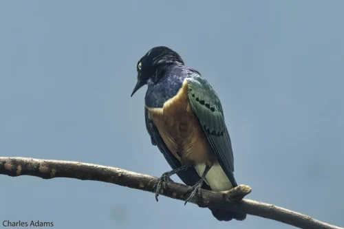 Superb Starling Perched On Branch