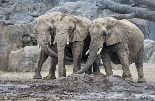 Three African Elephants Standing Together