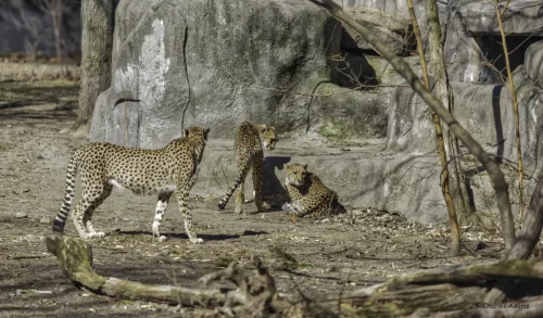Three Cheetahs Resting By Large Rock