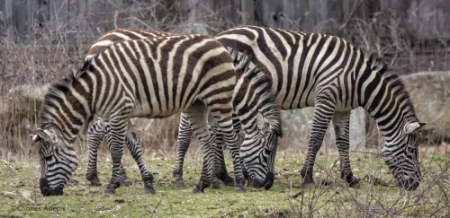 Three Zebras Grazing Together In Winter Woodland