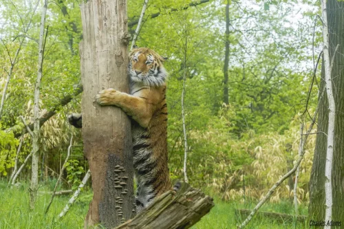 Tiger Hugging Tree Trunk In Woodland
