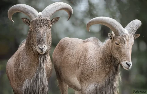 Two Barbary Sheep With Curved Horns
