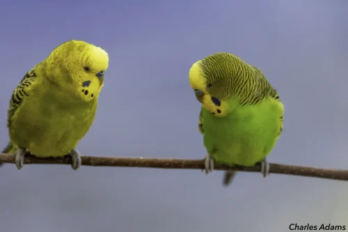 Two Budgerigars Perched On Branch