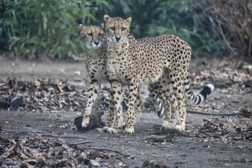 Two Cheetah Sisters Standing Side By Side 