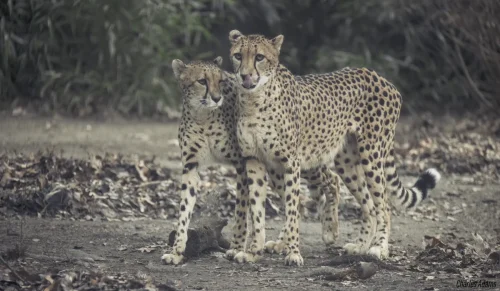 Two Cheetahs Standing Together In Clearing
