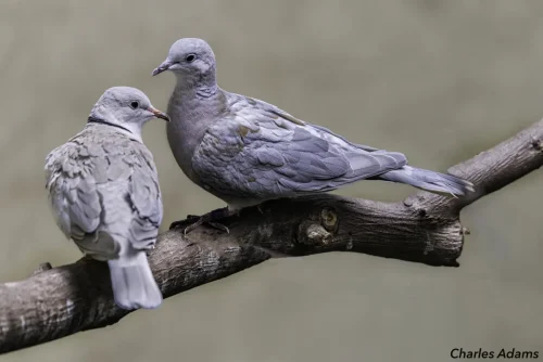 Two Collared Doves Perched On Branch