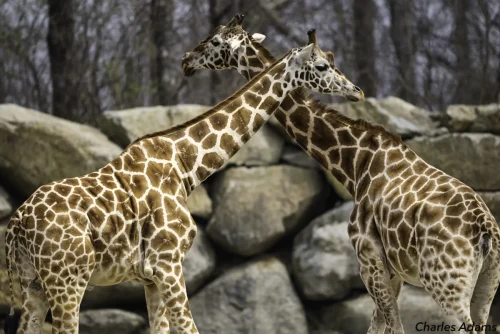 Two Giraffes Crossing By Stone Wall