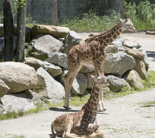 Two Giraffes. One Sitting By Rock Wall