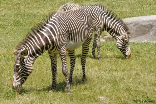 Two Grey's Zebras Grazing On Green Grass