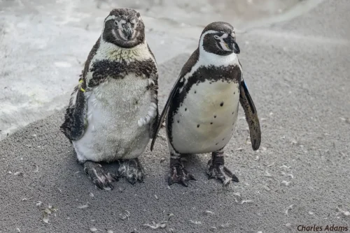 Two Humboldt Penguin Buddies