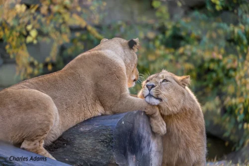 Two Lions Interacting On Fallen Log