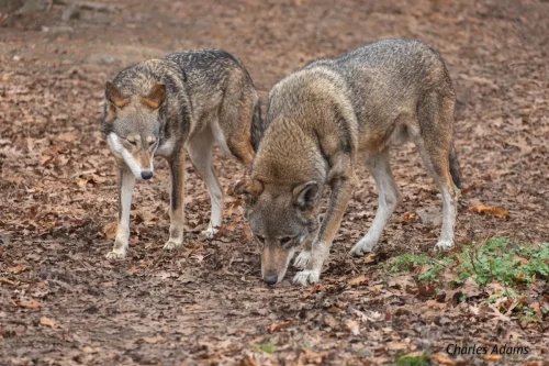 Two Red WolvesSniffing Forest Floor