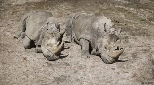 Two White Rhinoceros Resting On Sandy Ground