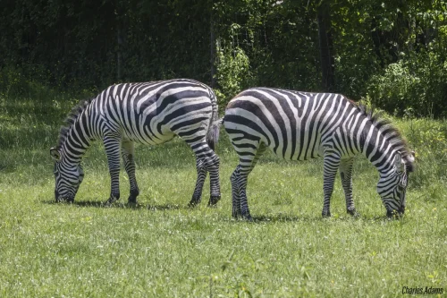 Two Zebras Grazing Side By Side On Green Grass