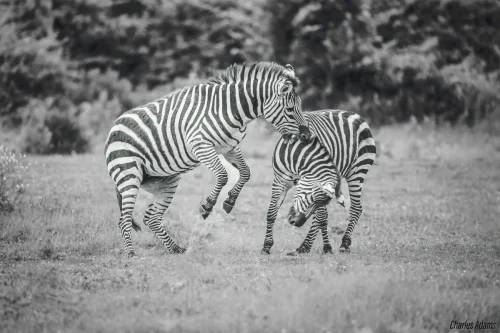 Two Zerbras Sparring In Open Grassland