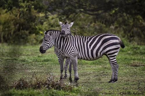 Two Zebras Standing Close Together In Green Clearing