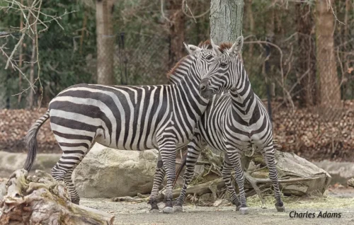 Two Zebras Standing Head To Head