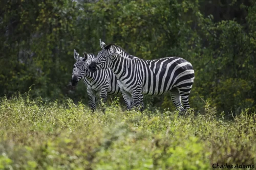 Two Zebras Standing In Tall Green Grass