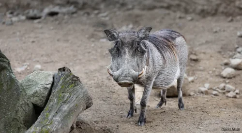 Warthog Standing On Bare Ground
