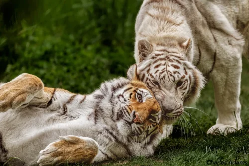 White And Orange Bengal Tigers Nuzzling In Grass