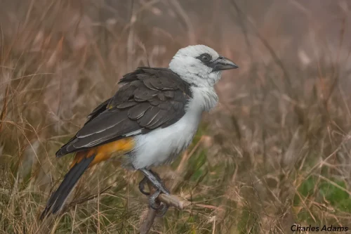 White Headed Buffalo Weaver Standing In Grass