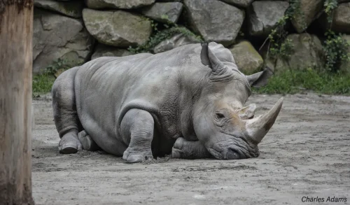 White Rhinoceros Resting On Ground By Stone Wall