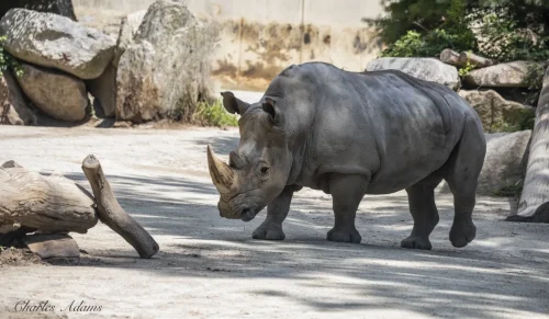 White Rhinoceros Walking With Large Horn