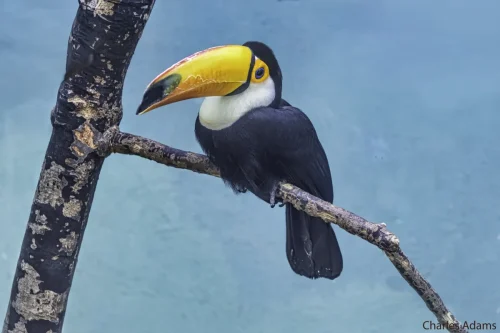 Yellow Billed Toucan Perched On Branch
