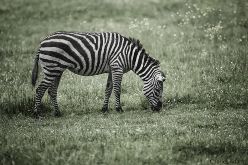Zebra Grazing In Green Meadow