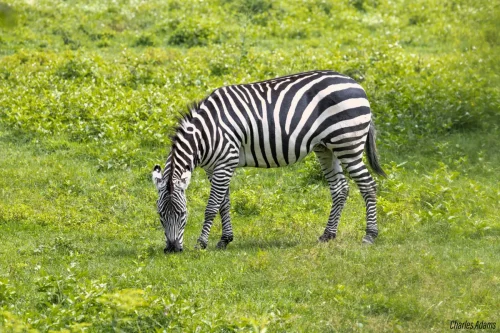 Zebra Grazing In Lush Green Vegetation