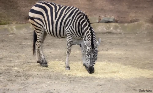 Zebra Grazing On Hay On Bare Ground