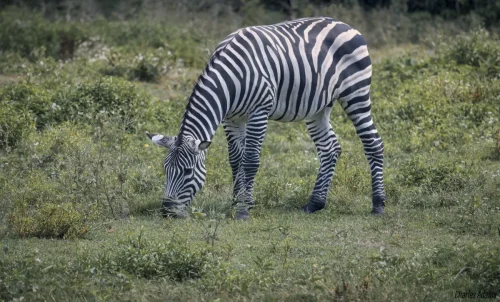 Zebra Eating With Head Lowered In Green Scrub