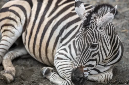 Zebra Resting On Ground Close-Up Portrait
