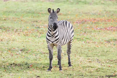 Zebra Standing On Autumn Grassland