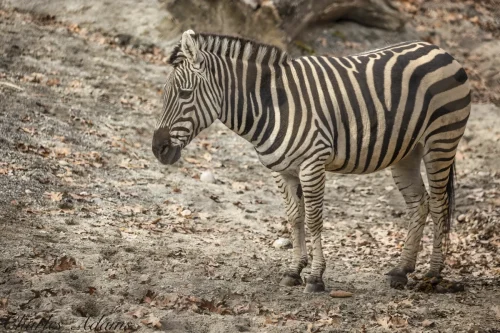 Zebra Standing In Profile On Leaf Covered Ground