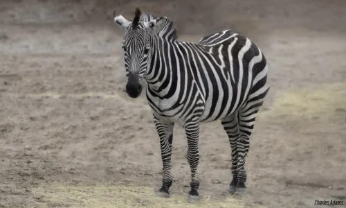 Zebra Standing On Bare Ground