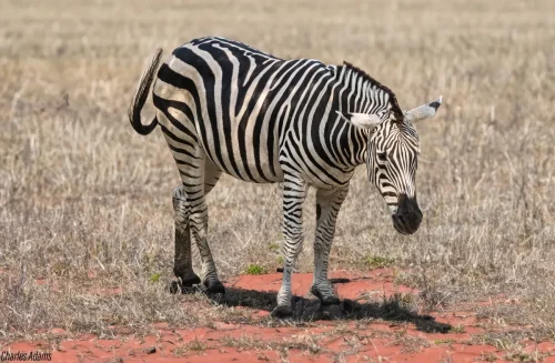 Zebra Standing On Dry Patch Turing Head