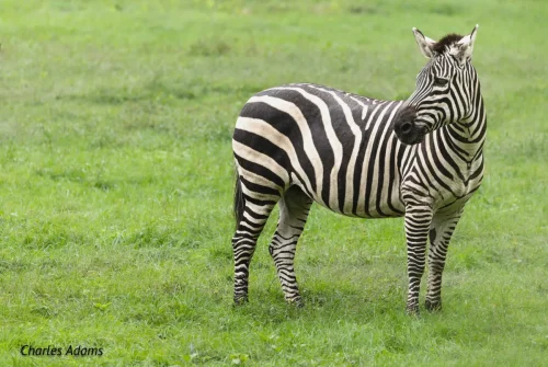 Zebras